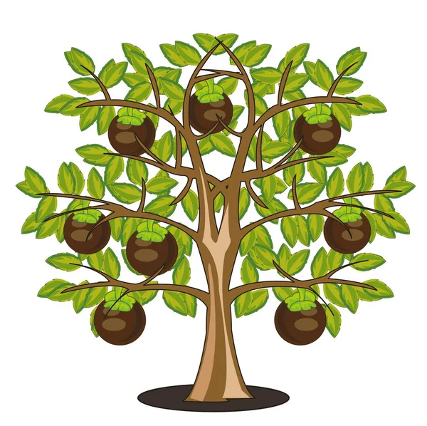 Frutas mangostán en el árbol sobre fondo blanco está aislado — Vector de stock