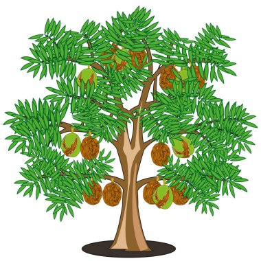 Beyaz arka planda ağaç üzerinde ceviz yalıtımlı