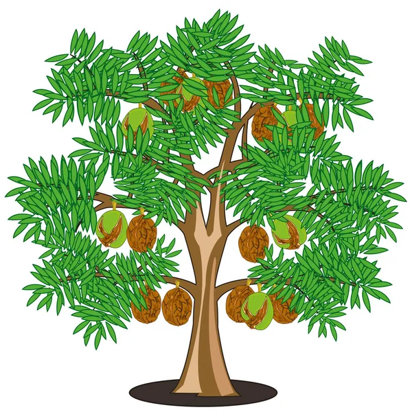 Beyaz arka planda ağaç üzerinde ceviz yalıtımlı