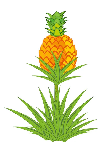 Pineapple plant with roots isolated on white background. — Stock Vector