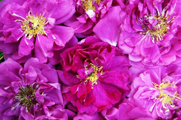 シベリアのバラの美しい花から装飾的な背景 — ストック写真