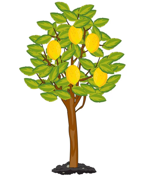 Tree with ripe fruit lemon in garden — Stock Vector