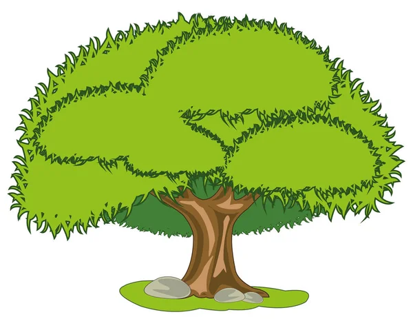 Grande albero verde su sfondo bianco è isolato — Vettoriale Stock