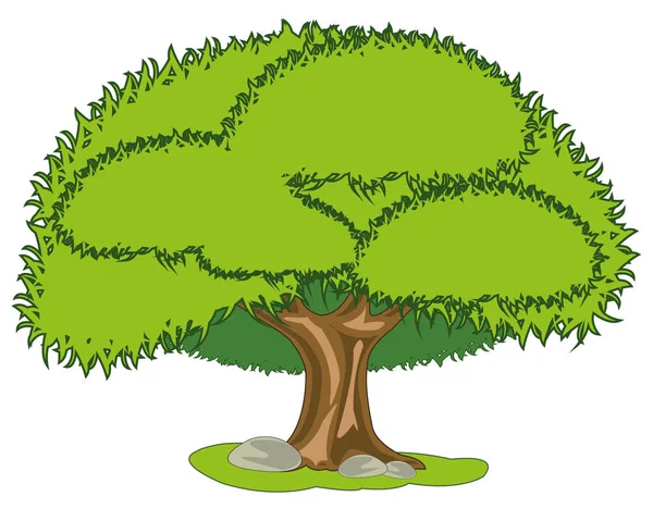 Árbol verde grande sobre fondo blanco está aislado — Vector de stock