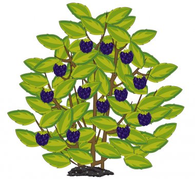 Çalı üzerinde olgun berry böğürtlen Vektör illüstrasyon