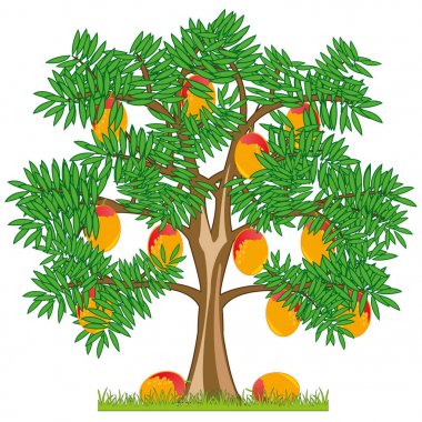 Olgun meyve mango ile Vektör illüstrasyon ağacı