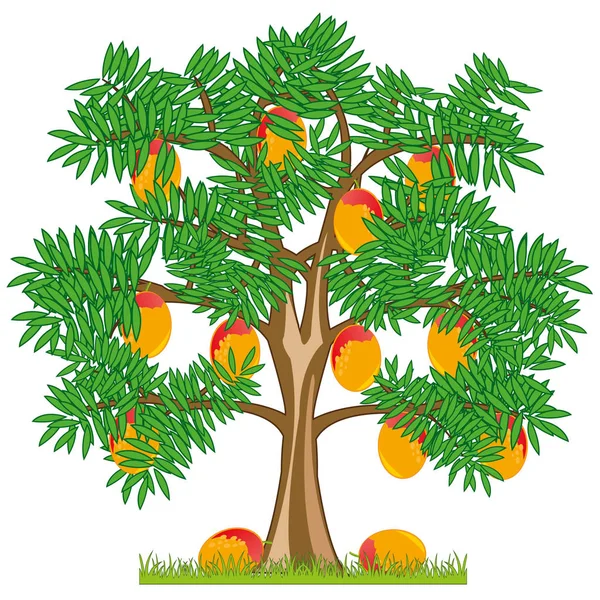 Vector illustration tree with ripe fruit mango — Stock Vector