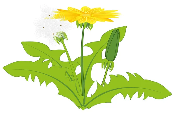 Pissenlit végétal sur fond blanc est isolé — Image vectorielle