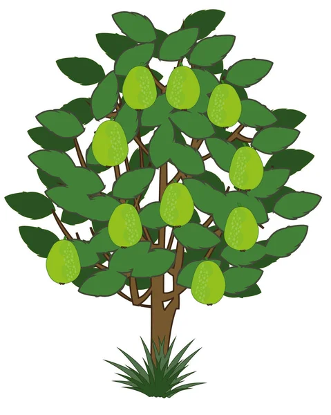 Wektor drzewo ilustracja z egzotycznych owoców guawa — Wektor stockowy