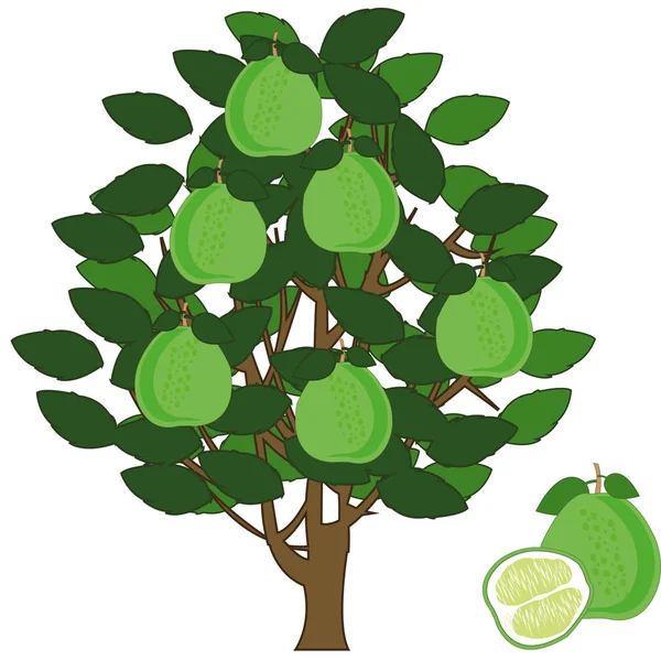 Vetor ilustração árvore frutífera com pomelo fruta exótica —  Vetores de Stock