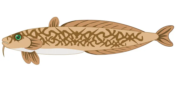 Рыба бурбон на белом фоне изолирован — стоковый вектор