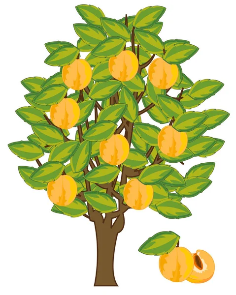 Vektor Illustration Baum mit Frucht gelb reif Entladungen — Stockvektor