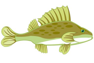 Beyaz arka planda balık Ruff yalıtılmış