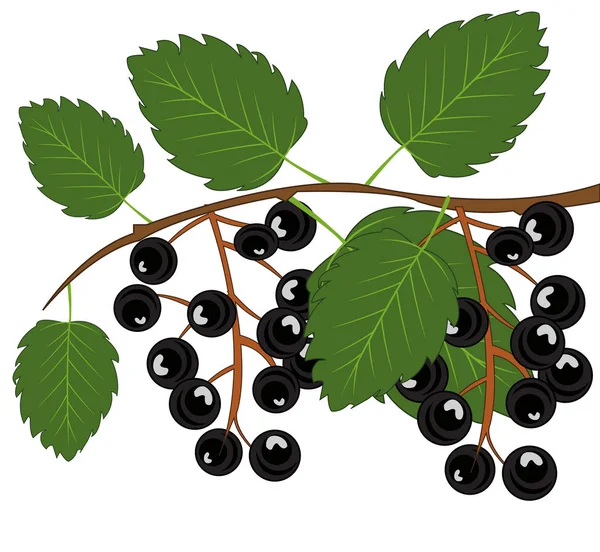 Berry une sorte de cerisier sur la branche — Image vectorielle