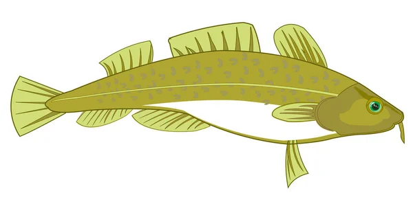 O bacalhau de peixe no fundo branco é isolado — Vetor de Stock