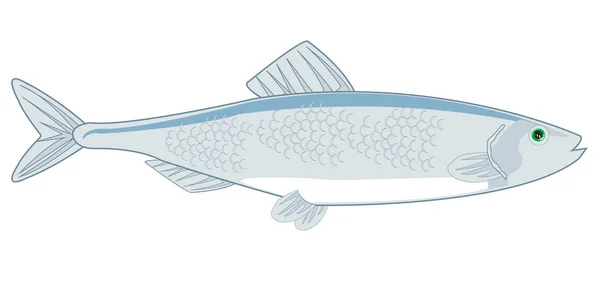 Arenque de peixe no fundo branco é isolado — Vetor de Stock