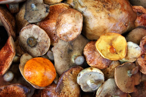 Zbierane wilgotne grzyby jadalne odmiany grzybów jadalnych i borowików — Zdjęcie stockowe