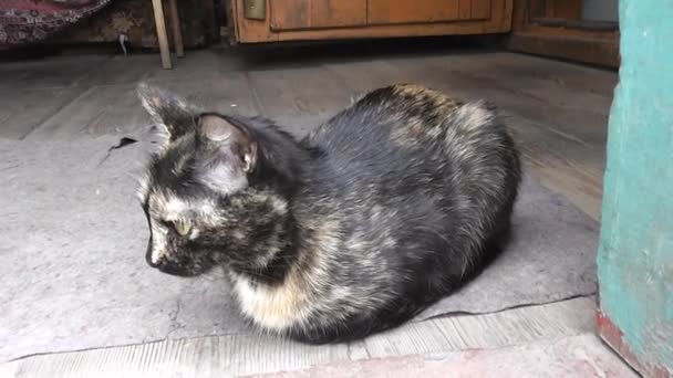 Katze Mit Kurzer Wolle Sitzt Auf Holzboden — Stockvideo