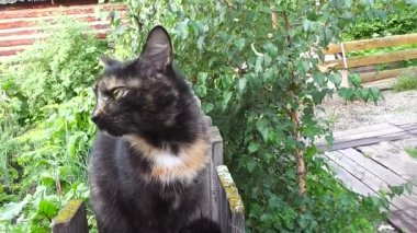 Kedi yılın doğa arka planda kutup üzerinde oturur