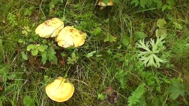 在绿色草本夏季中收集蘑菇油商 — 图库视频影像