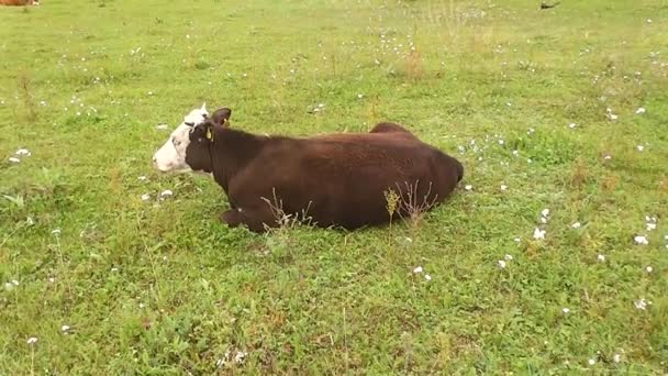 Animali domestici mucca riposa su campo verde anno — Video Stock