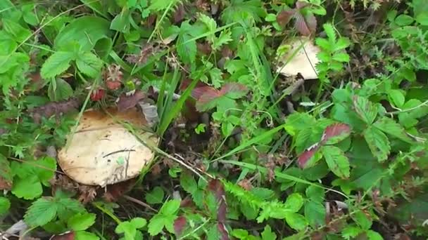 Sammlung steigender essbarer Steinpilze in Kräutern — Stockvideo