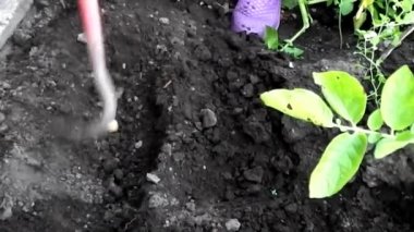 Sebze bahçesinde sebze bir patates toplamak