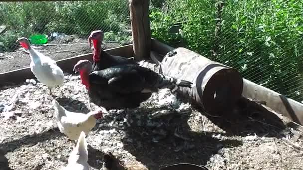 Птахи Туреччина йдуть у двір сільської ферми — стокове відео