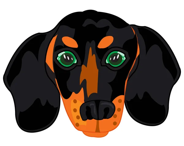 Vector illustration of the portrait of the dog dachshund — Stock Vector