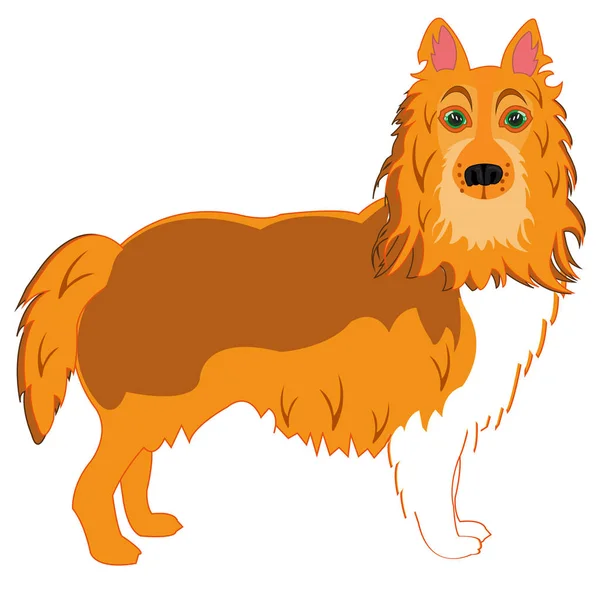 Vector illustration of the dog of the sort collie — Stock Vector