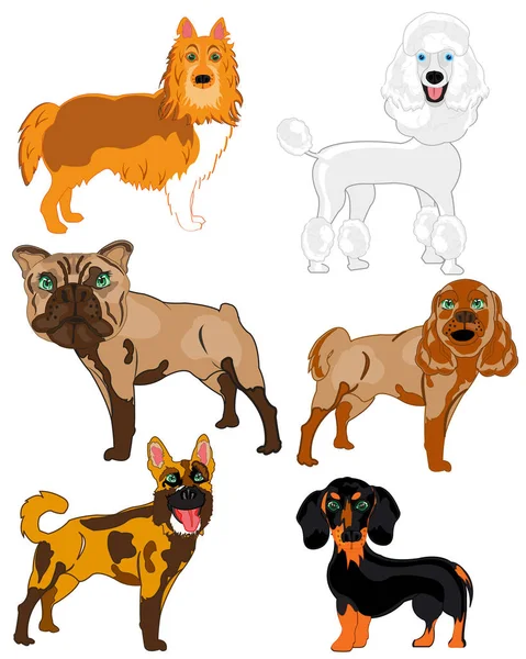 Vector illustration of the dogs of the varied sorts — Stock Vector