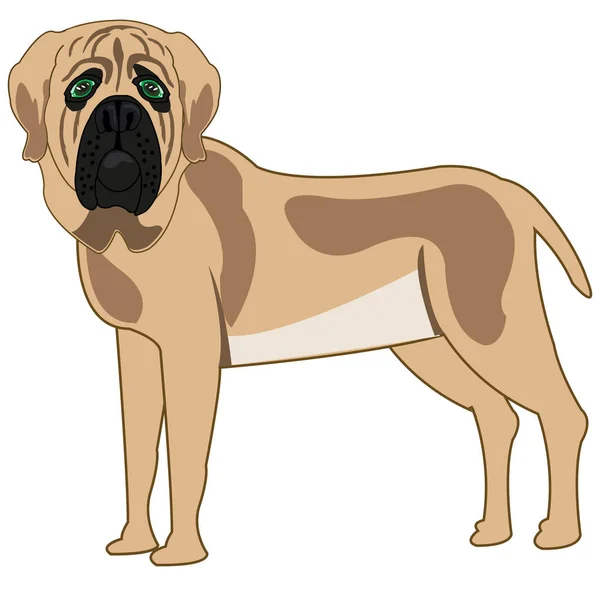 白い背景にソートマスチフの犬が絶縁されている — ストックベクタ