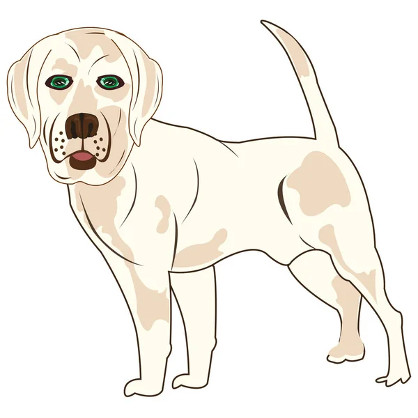 Perro labrador sobre fondo blanco está aislado — Vector de stock