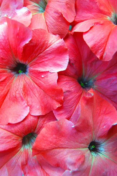 Fundo decorativo de flor vermelha petúnia.Ano de fundo — Fotografia de Stock