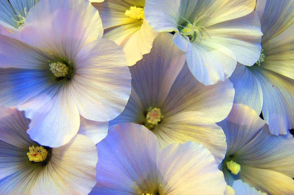 Viel weiße Blumen Petunien bunte dekorative Hintergrund — Stockfoto