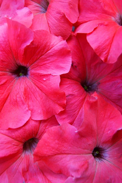 Beautiful flower petunia brightly red colour background — Stock Photo, Image