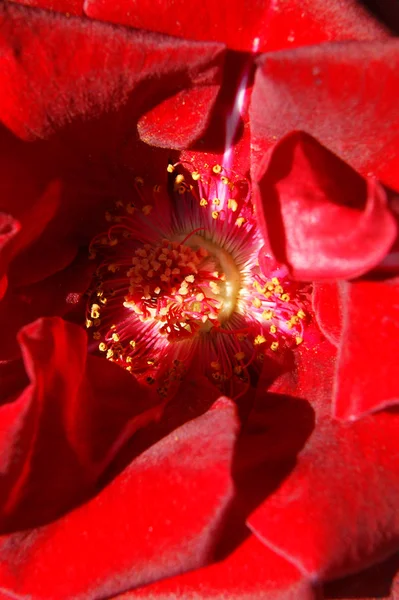Fundo decorativo de flor vermelha da rosa — Fotografia de Stock