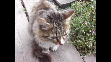 Evcil kedi sokak yıl gündüz oturan