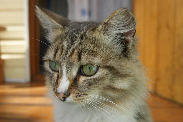 Retrato de plumas y hermosas mascotas gato en el patio — Foto de Stock