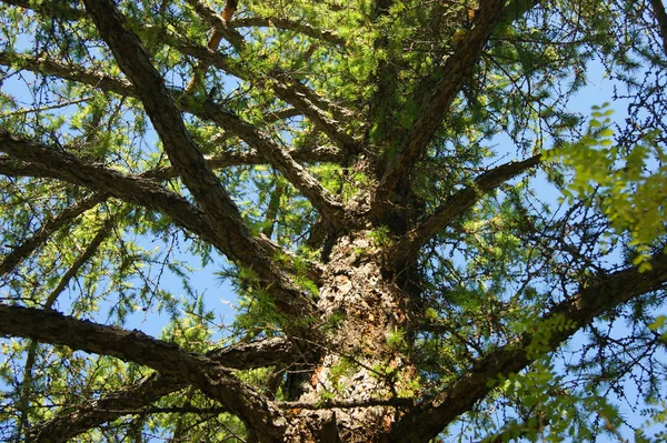 Conifer larch type from below year daytime — Stock Photo, Image