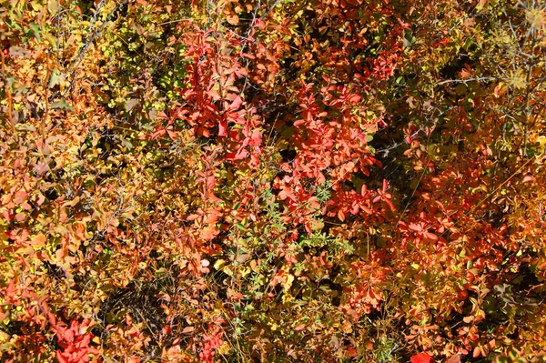 Czerwone liście krzewy berberysu jesienią — Zdjęcie stockowe