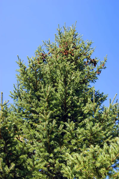 Groenblijvende boom spar met fruit type zijwaarts — Stockfoto