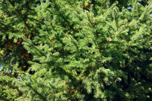 Groene achtergrond boom FIR boom van takken — Stockfoto