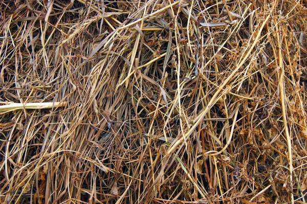 Ξηρό βότανο αποθηκεύεται στο χειμερινό φόντο — Φωτογραφία Αρχείου