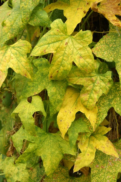 Tło z żółtego liści chmielu roślinnego — Zdjęcie stockowe
