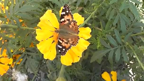 Insectos Hermosa Mariposa Come Flor Amarilla — Vídeo de stock