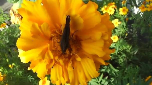 Insekt Schmetterling Auf Blume Der Gewünschten Farbe Sammelt Nektar — Stockvideo
