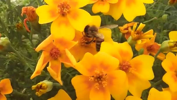 Fiore giallo in giardino e ape insetto — Video Stock