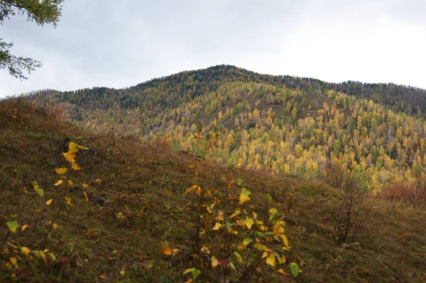 Góry i drewno na październikowym krajobrazie.Las i góry — Zdjęcie stockowe