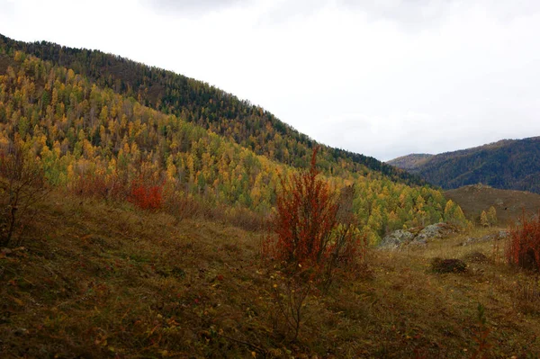 Krajobraz gór i drzew wczesną jesienią — Zdjęcie stockowe